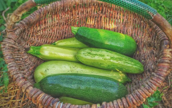 Zucchine
