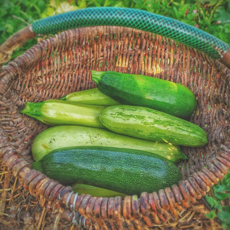 Zucchine