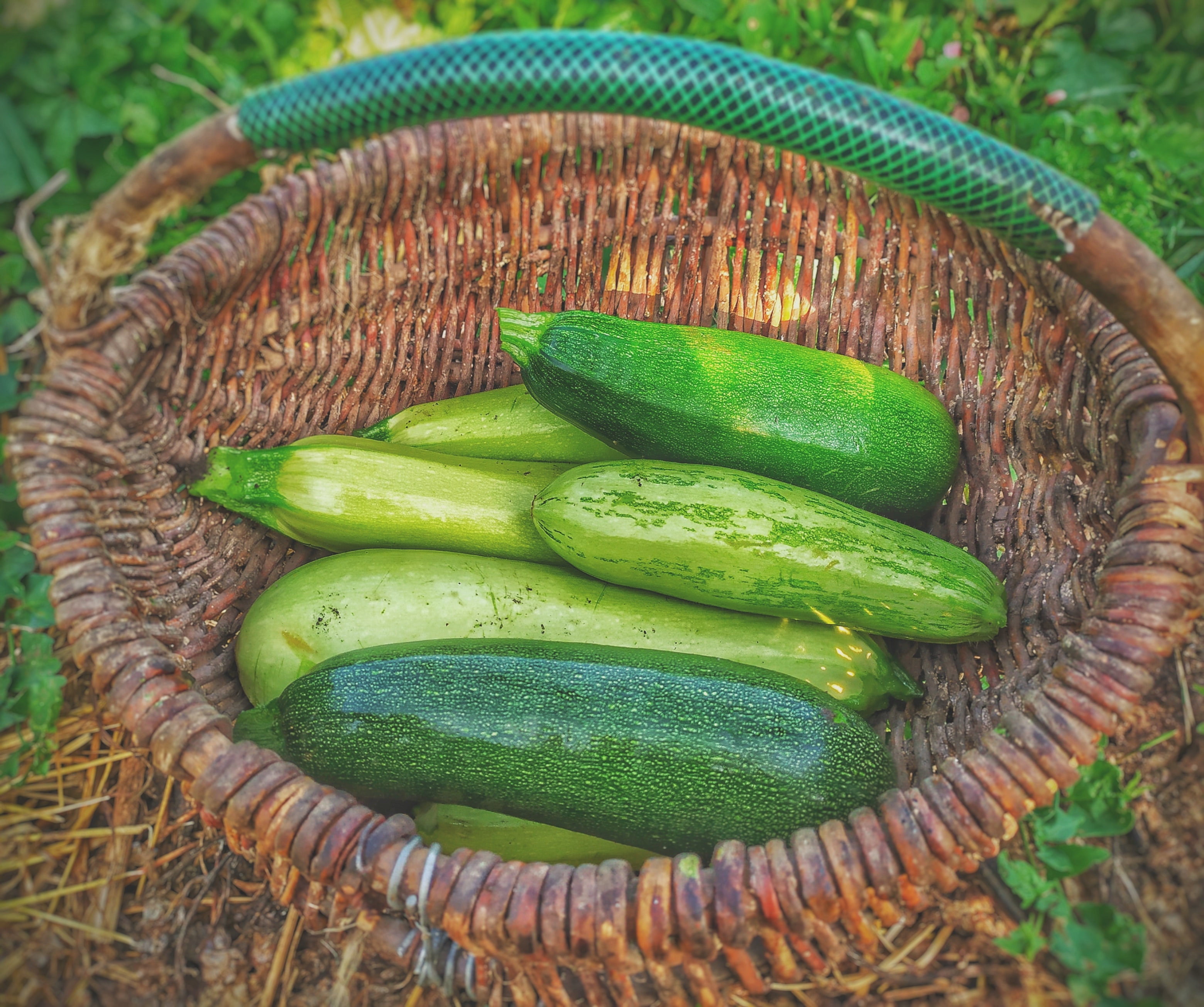 Zucchine