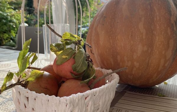 pappa zucca