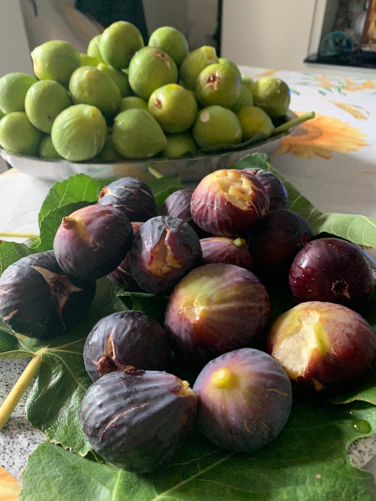 Fichi